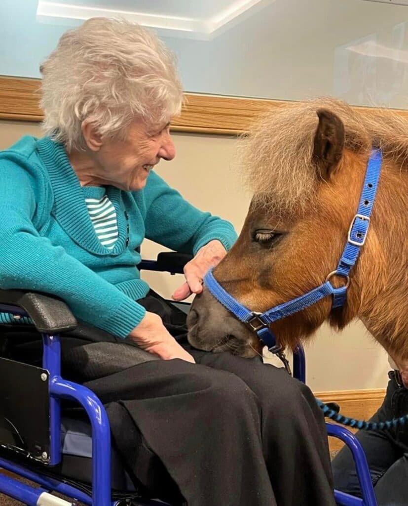 Therapy Ponies