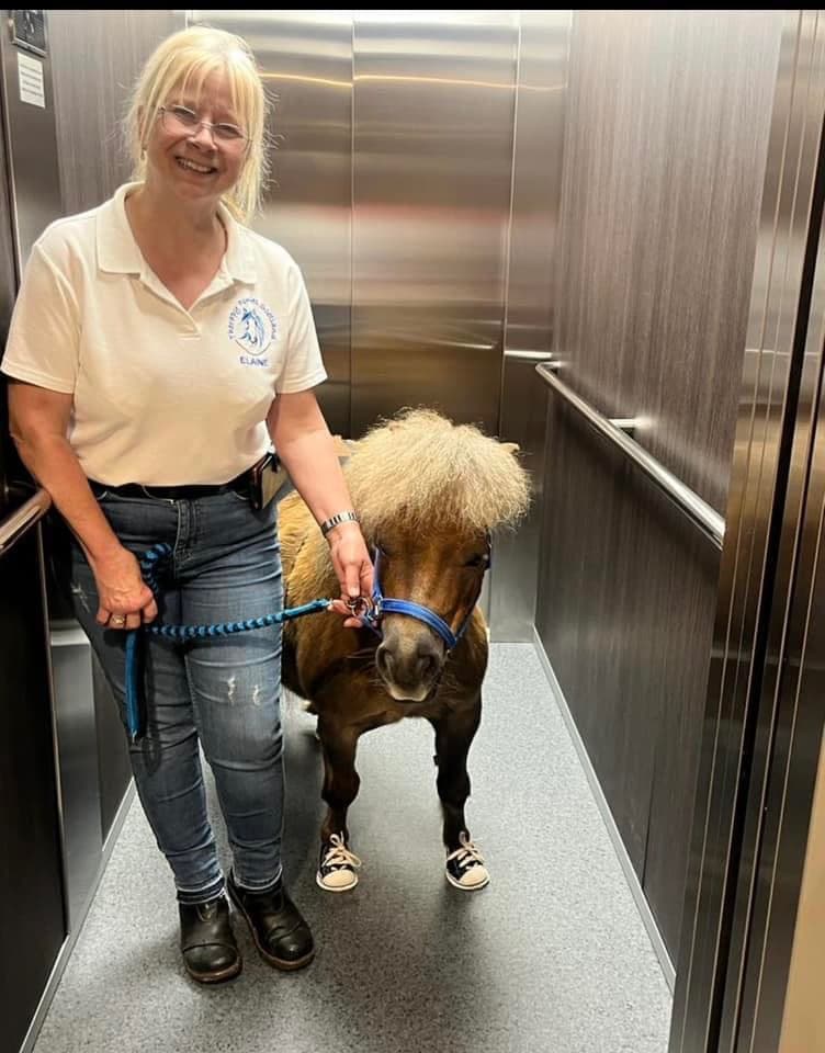 Therapy Ponies